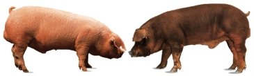 Duroc Jersey