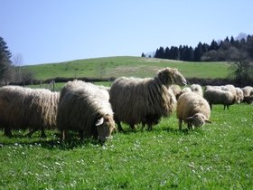 Sheep of the Latxa breed